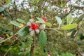 Fruit flower of Acca sellowiana or Pineapple Guava tree