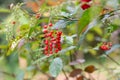 fruit and flower under sunshine : Lipstick Bush, Pigeon Berry, Wild Tomato, Rouge Plant, Blood Berry & x28;Rivina humilis L Royalty Free Stock Photo