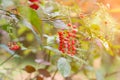 Fruit And Flower Under Sunshine : Lipstick Bush, Pigeon Berry, Wild Tomato, Rouge Plant, Blood Berry & X28;Rivina Humilis L