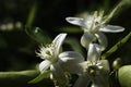 Fruit Flowers Of The Palmer Navel Orange citrus sinensis Royalty Free Stock Photo