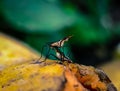 Fruit fly or commonly called Banana-stalk fly mating on top of rotting papaya