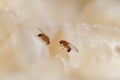 Fruit fly Royalty Free Stock Photo