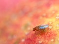 fruit fly, Drosophila Melanogaster, on red apple surface, close up Royalty Free Stock Photo