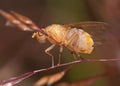 fruit fly Drosophila Melanogaster sitting on a grass stem Royalty Free Stock Photo