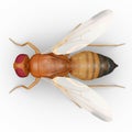 Fruit fly Royalty Free Stock Photo