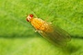 Fruit fly (Drosophilidae) Royalty Free Stock Photo