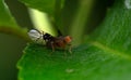 fruit fly Drosophilidae sitting on a leaf Royalty Free Stock Photo