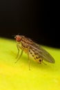 Fruit fly goes banana Royalty Free Stock Photo