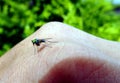 Fruit Fly on Hand