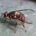 Fruit fly is laying eggs on a mango