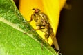 Fruit Fly on Leaf Royalty Free Stock Photo