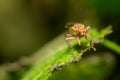 Fruit fly on a leaf Royalty Free Stock Photo