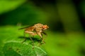 Fruit fly on a leaf Royalty Free Stock Photo