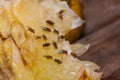 fruit fly on lemon Royalty Free Stock Photo