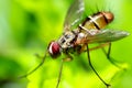 Fruit fly macro