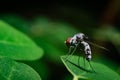 Fruit fly 3mm by size