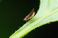 Fruit Fly Profile, Pune, India Royalty Free Stock Photo