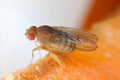Fruit fly or vinegar fly (Drosophila melanogaster) on carrot peelings.