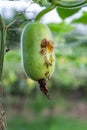 Fruit fly wasp damaging a young winter melon squash in the farm