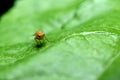 Fruit fly yellow and green leaf. Royalty Free Stock Photo