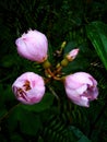 Senggani flowers that begin to bloom look beautiful with pink, ornicity, including plants with many benefits ,, Royalty Free Stock Photo