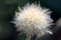 fruit in the form of a fluffy ball