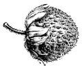 Fruit of Fragaria Chilensis Grandiflora vintage illustration