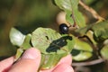 Fruit of Frangula alnus, the glossy buckthorn Royalty Free Stock Photo