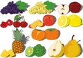 Fresh sweet fruits grape, apple, pear, peach, pineapple, cherry, lemon, bergamot and persimmon collection vector illustration Royalty Free Stock Photo