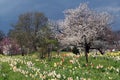 Fruit garden