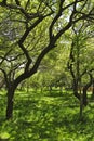 Fruit garden, Armenia