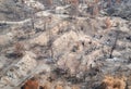 Fruit garden destroyed by a wildfire. Aerial landscape with burnt and dried trees