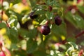 Fruit of a garden fuchsia bush