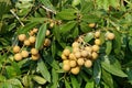 Bunch of ripe longan fruits on green foliage