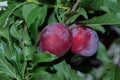 Fruit garden. Ripe plums Latin: Prunus domestica on a tree in summer close-up