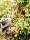 Fruit gardener croping a bunch of fresh Longan during rain, Chian Rai, Thailand