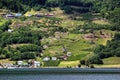 Fruit gardens on coasts of the Hardanger fjord, Norway