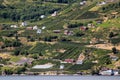 Fruit gardens on coasts of the Hardanger fjord, Norway