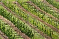 Fruit gardens on coasts of the Hardanger fjord, Hordaland county, Norway