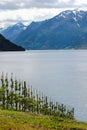 Fruit gardens on coasts of the Hardanger fjord, Norway