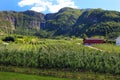 Fruit gardens in Lofthus, near the Hardanger fjord, Hordaland county, Norway