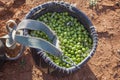 Fruit-gathering basket full of green olives