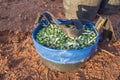 Fruit-gathering basket full of green olives