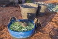 Fruit-gathering basket full of green olives