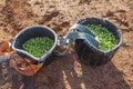 Fruit-gathering baskets with green olives