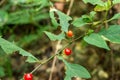 The fruit of the genus Solanum is like a gem on the earlobe Royalty Free Stock Photo