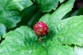 Fruit of a Goldenseal, Hydrastis canadensis Royalty Free Stock Photo