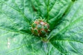 Fruit of a Goldenseal, Hydrastis canadensis Royalty Free Stock Photo