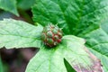 Fruit of a Goldenseal, Hydrastis canadensis Royalty Free Stock Photo