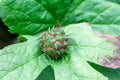 Fruit of a Goldenseal, Hydrastis canadensis Royalty Free Stock Photo